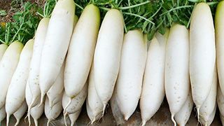 白蘿卜清洗機